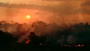 Küresel orman kaybı yavaşlıyor; El Niño riski büyüyor