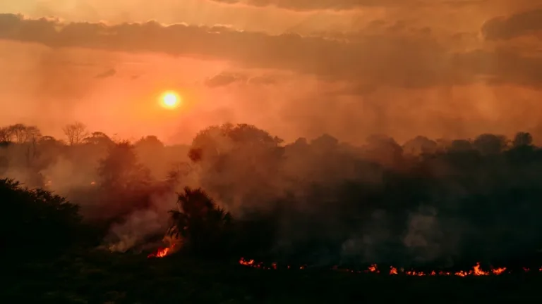 Küresel orman kaybı yavaşlıyor; El Niño riski büyüyor