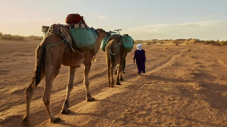 İklim krizi çölün gemilerini de vurdu: Aşırı sıcaklar Afrika’da deve ölümlerini artırıyor