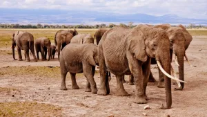 Kenya’da 15 filin ölümü araştırılıyor: Siyanür şüphesi güçleniyor
