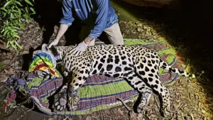 Amazon’da 2 bin kilometreyi aşan yolculuk: Jaguar “Gaspar” bilim insanlarını şaşırttı